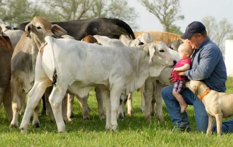 are cows friendly