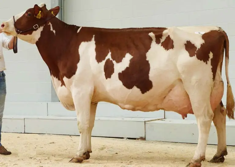 Ayrshire Cows