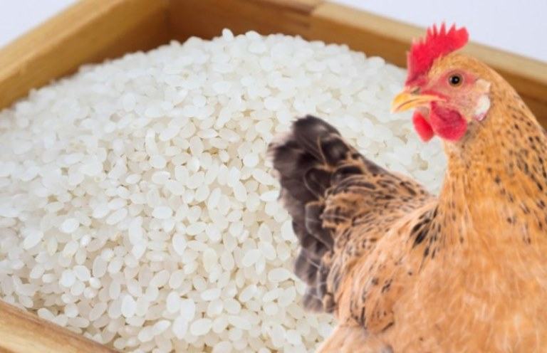 can chicken eat uncooked rice