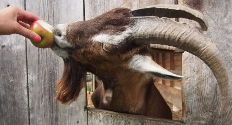 can goats eat apple