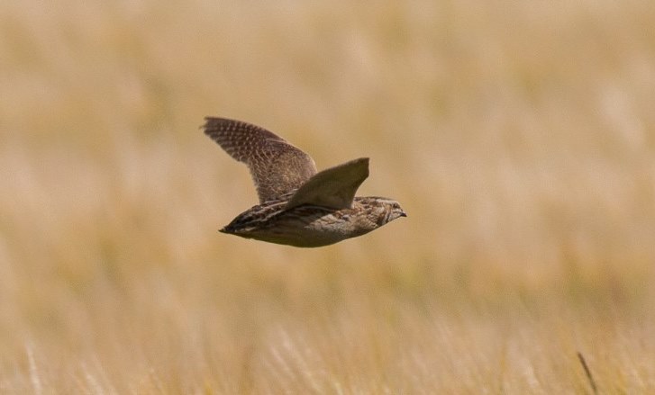 Can Quail Fly