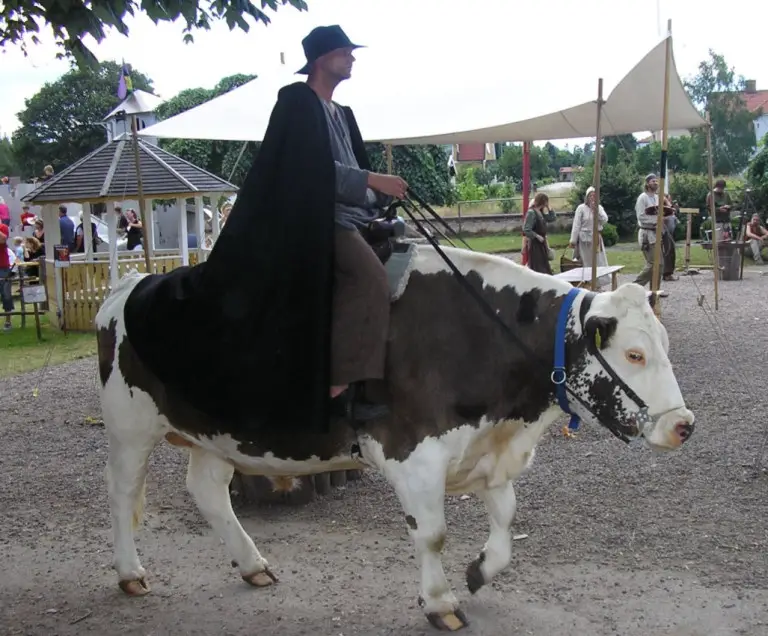 Cow riding