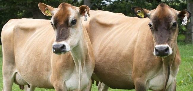 cows in heat