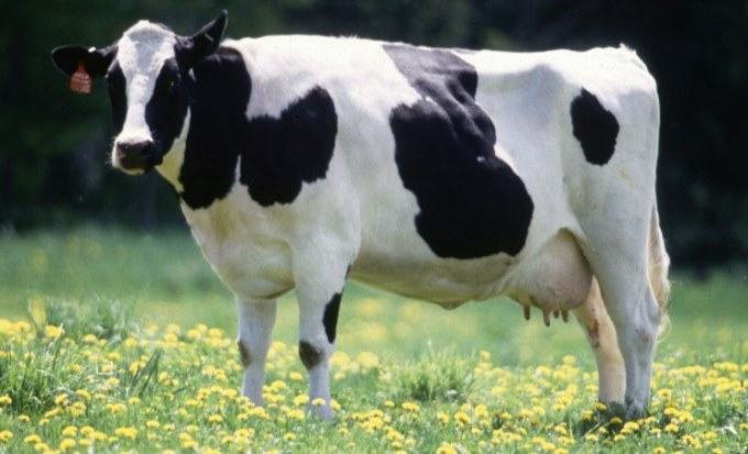 do cows have period