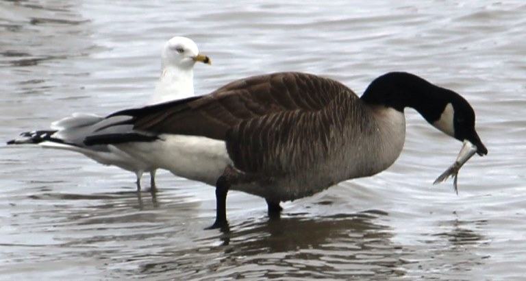 do geese eat fishes