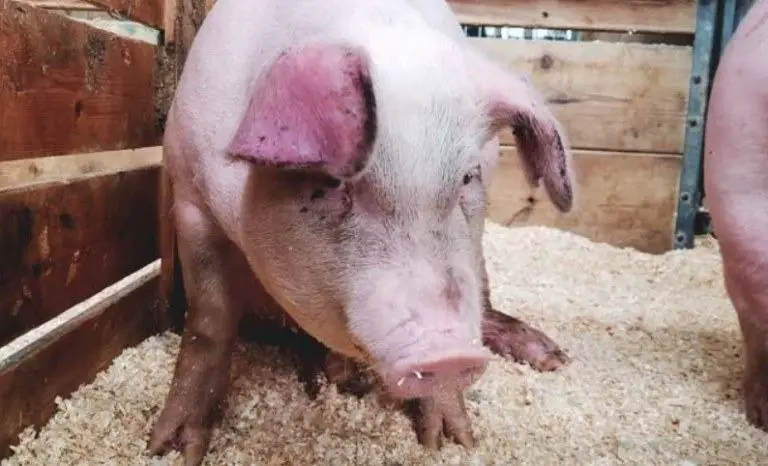 do pigs eat meat