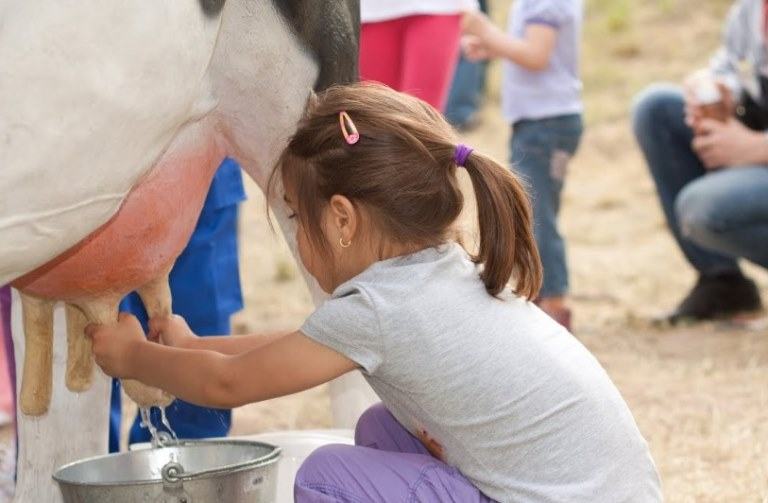 Does Milking A Cow Hurt The Cow