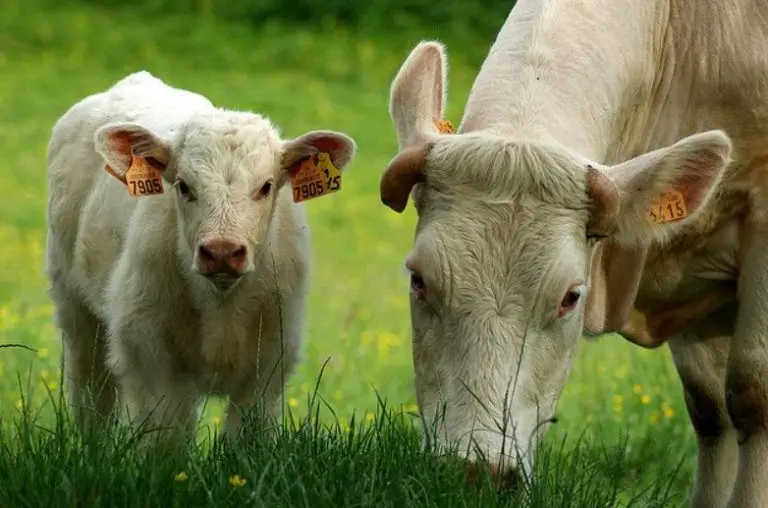 Drop Calves