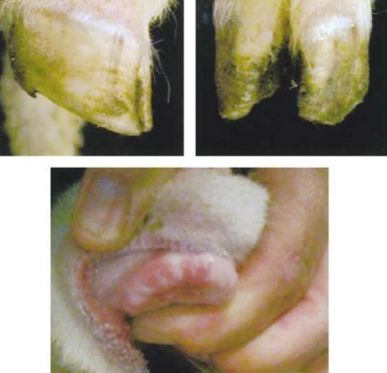 FMD in sheep