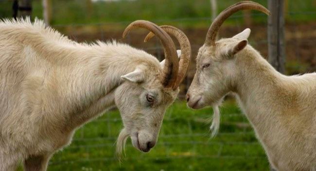 goat show affection with other goat
