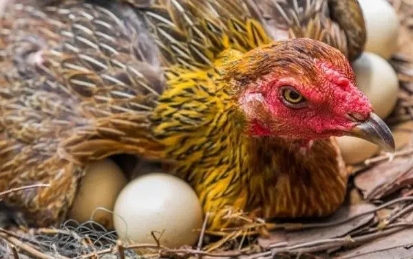 hen laying eggs