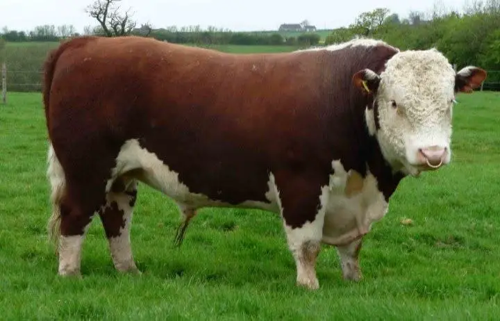 hereford cows