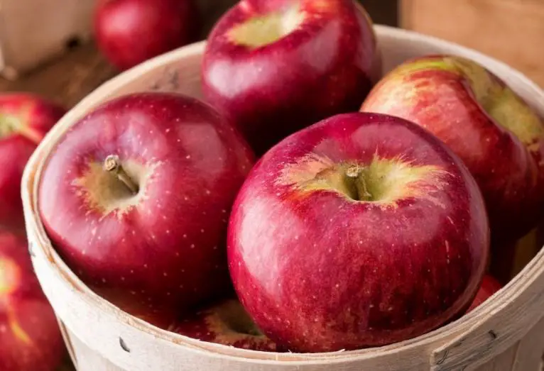 horse eat apple
