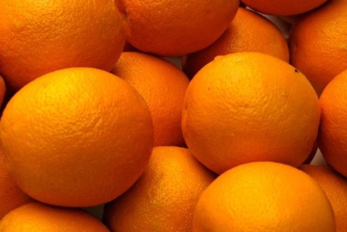 horse eat oranges