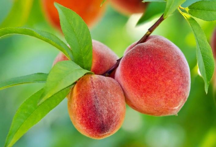 Horse eat Peaches