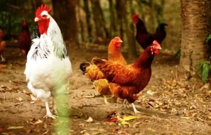 how do chickens pee