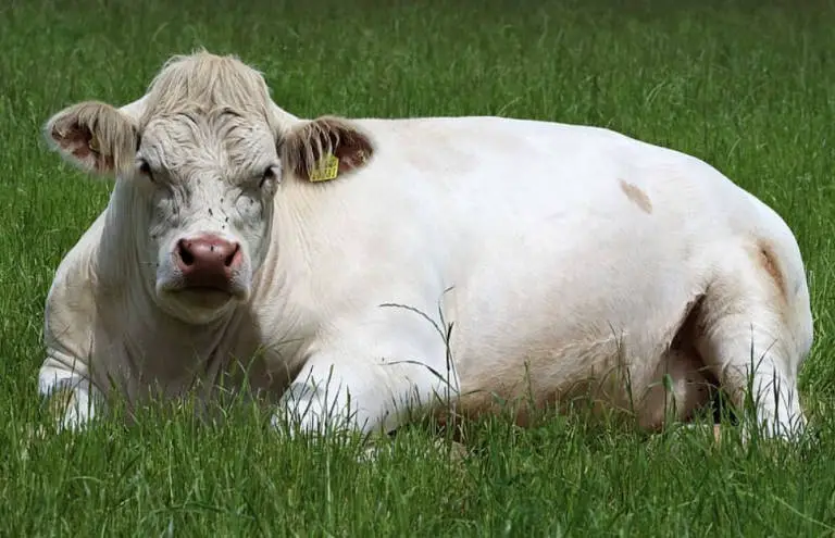how long do cows live