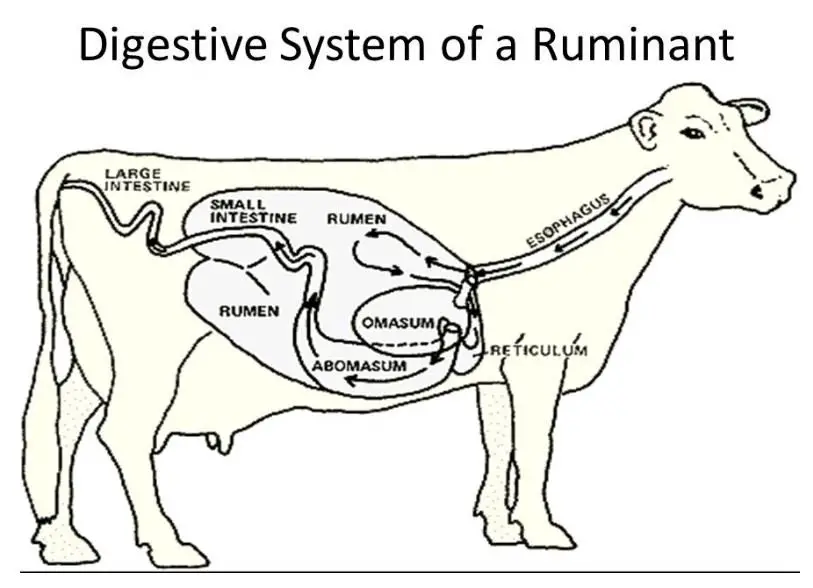 How many stomachs does a cow have?