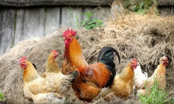 keep roosters in your flock