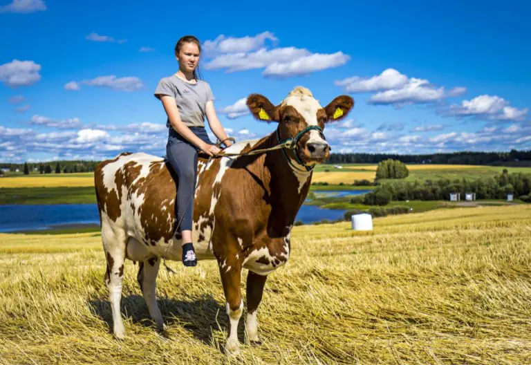 kid riding a cow