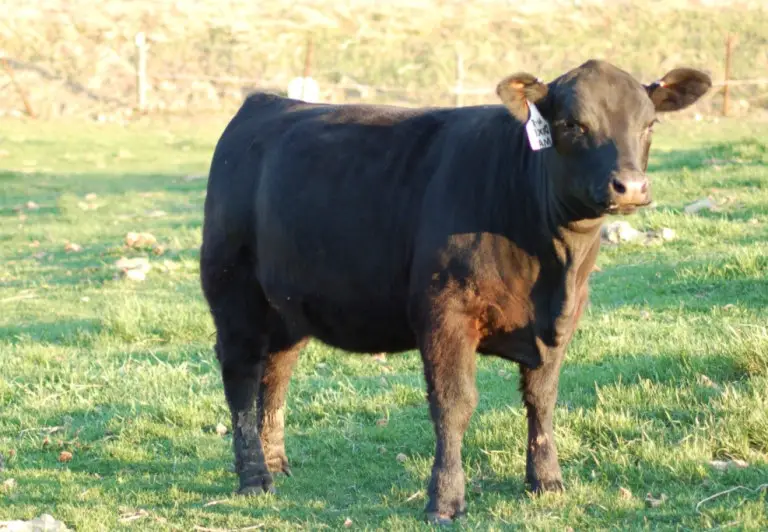 lowline angus cattle