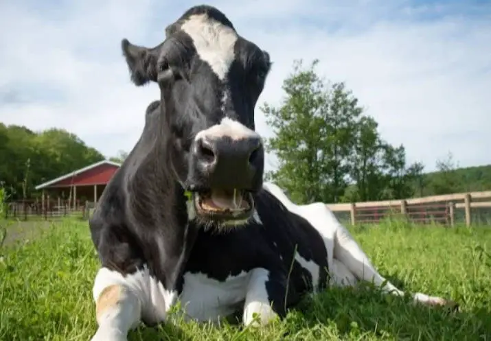 old dairy cow