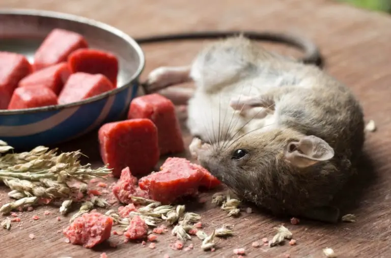 rat poison