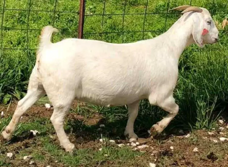 savanna goats