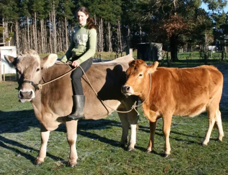train to ride a cow