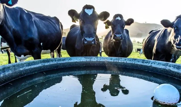 what do cow drink