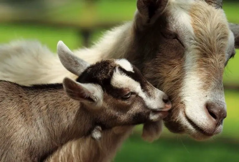 when to wean goats