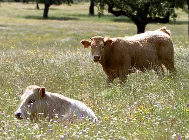 wild cows