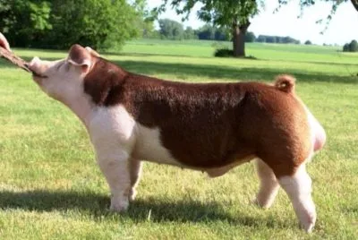 All about the Hereford pig breed