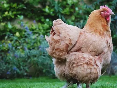 chicken
