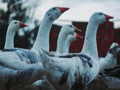 group of geese