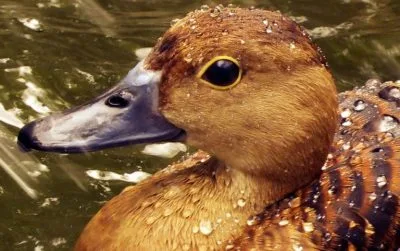 Average duck lifespan