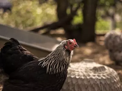 chicken 