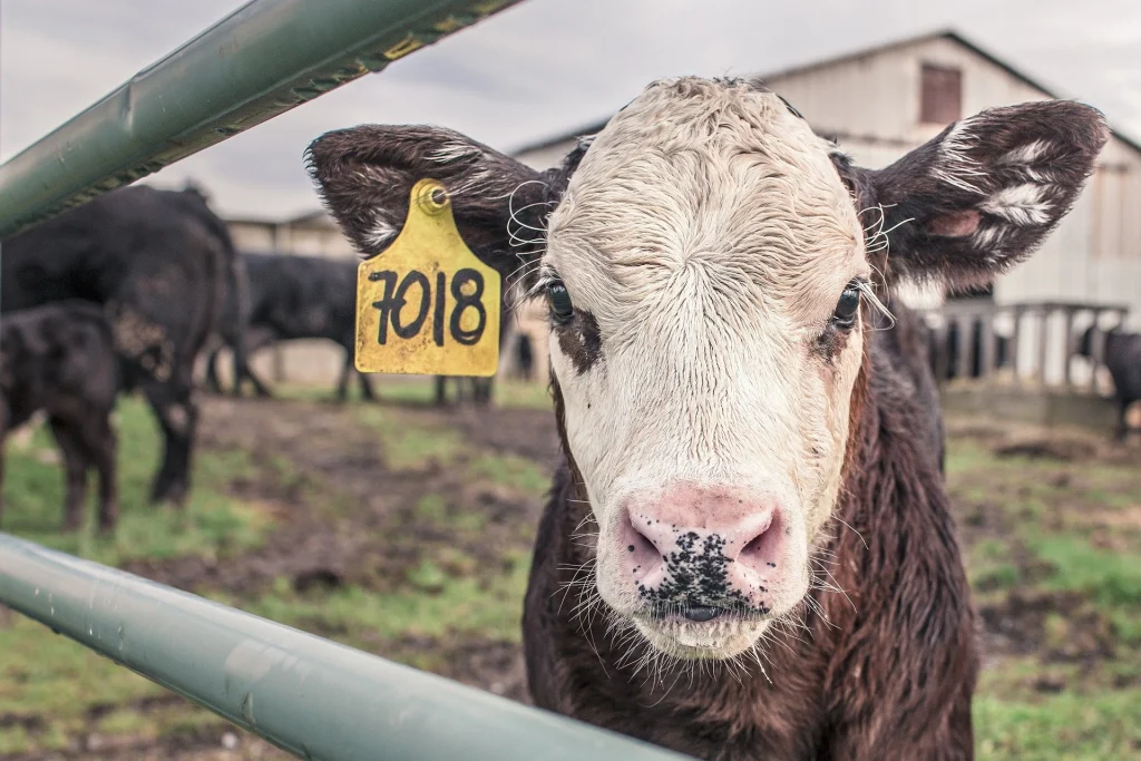 Best age to slaughter beef cattle
