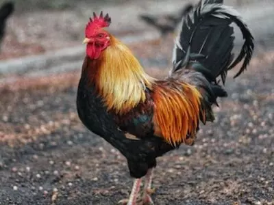 Chicken in the road