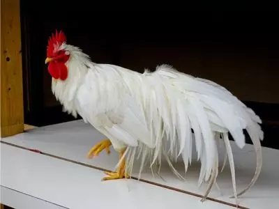 can chickens eat bread