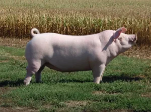 Chester White Pig