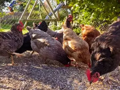 chickens eating