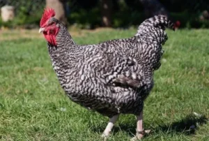 Cuckoo Maran