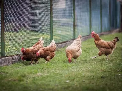 chickens in a field