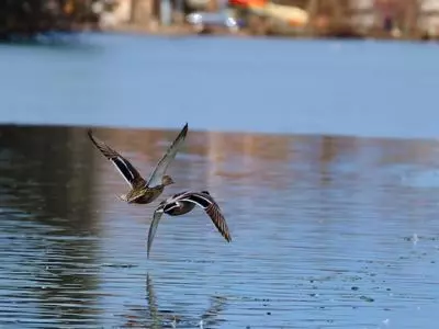 geese over water