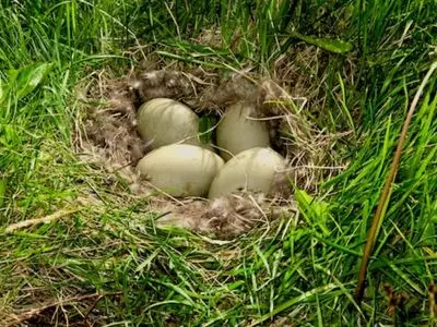 how big is a duck egg in inches?