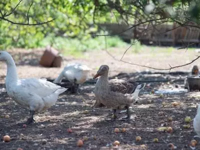 geese running