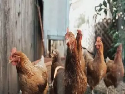 chickens in a group
