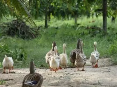 How to catch a duck