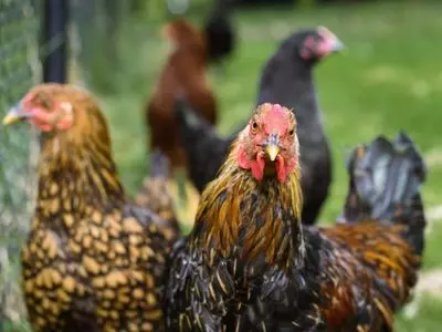 chickens in a group 